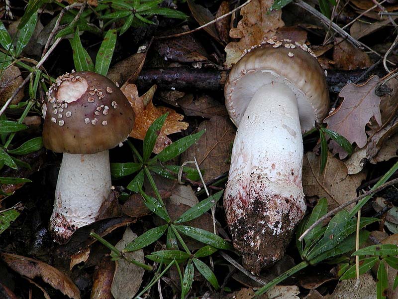 I tanti aspetti della Amanita rubescens